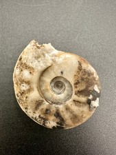 Hungarites crasseplicatus tiny