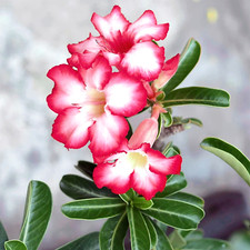 Bonsai ~ 10x Pezzi ☆ Rosa del deserto ☆ [lat. "Adenium Obesum"] Semi