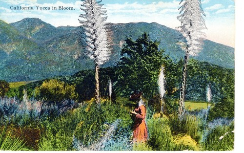 California yucca bloom - yucca, in