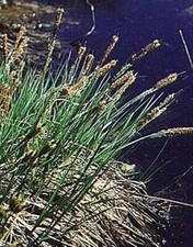 Ornamental Grass Seed - Carex