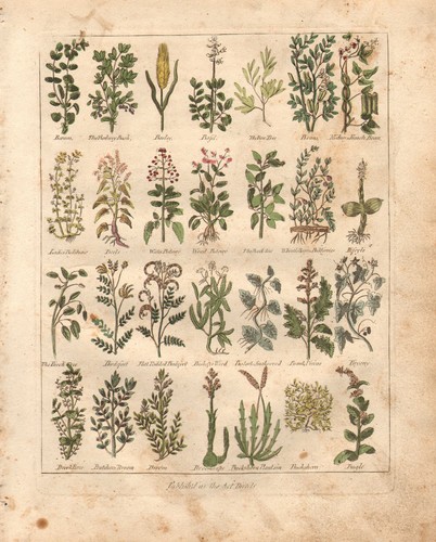1810 print culpepers herbal - print,