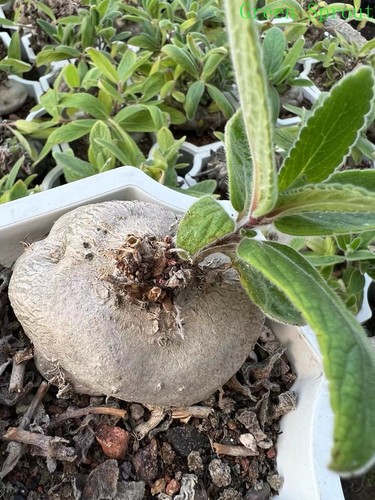 Pianta tubero radice - tubero, rara