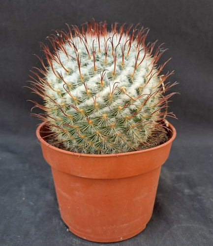 Mammillaria bombycina - , cv