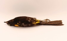 Taxidermy, Cabinet De