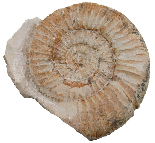 Malm lithacophinctes - malm,