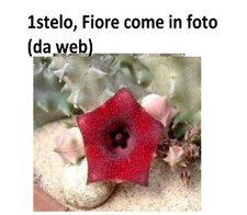 Huernia Macrocarpa a radice Nuda,Fiore come in foto (dal web) POSTA1 +OMAGGIO