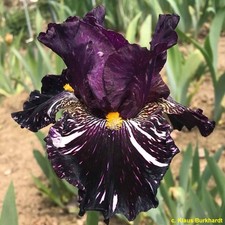 Iris TB,  'Broken Cleopatra' (