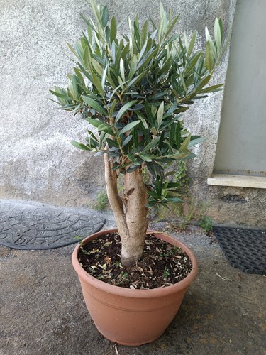 Ulivo bonsai vaso - bonsai, 30