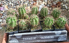 Pezzi echinocereus coccineus - 2,
