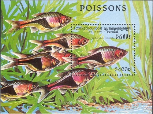 Cambogia 1997 pesce - cambogia,