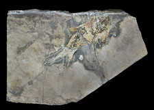 Perm Rhabdolepis macropterus