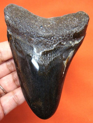 Megalodonte dente squalo - megalodonte,