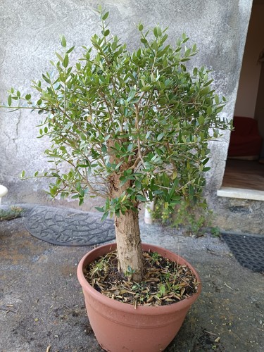 Ulivo bonsai vaso olivo - ulivo,