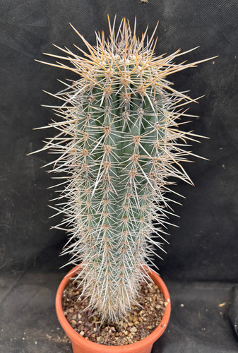 Pachycereus pringlei vivaio - pachycereus,