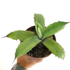 Agave ovatifolia x parryii