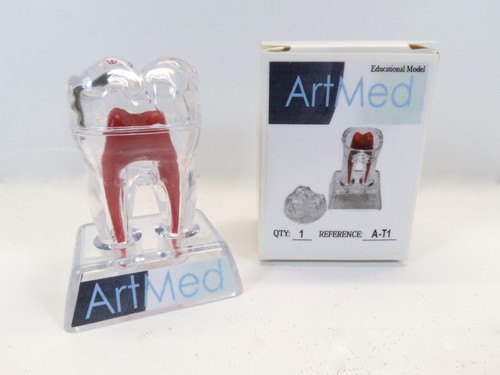 Dentistico molare denti studio - molare,