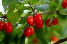 Pianta di Cornaiolo (cornus