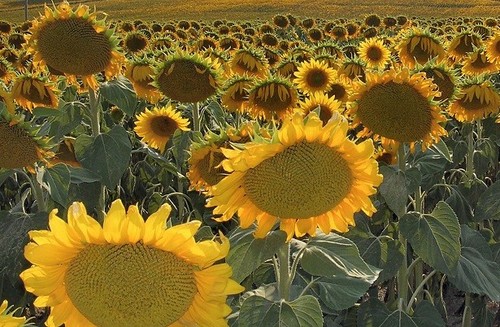 Semi girasole gigante - semi,