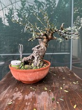 Bonsai di Olivastro (281)