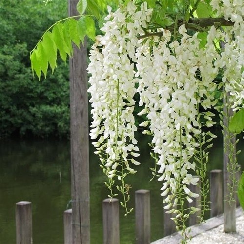 Semi glicine bianco - semi,