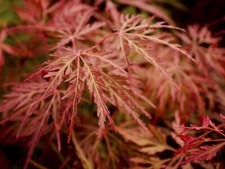 Acer palmatum 'Orangeola' -