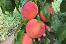 Prunus Nucipersica - Nettarina “Fantasia” (Pesco Noce) - Vaso 20 cm, 160 -180 cm