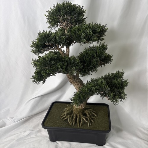 Bonsai cedro quasi - bonsai,