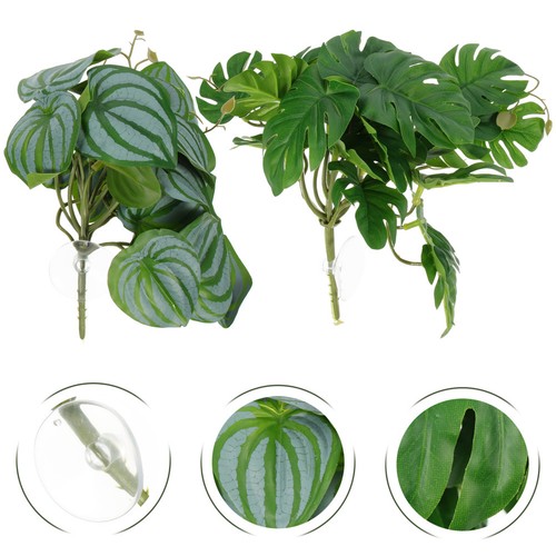 Pcs piante per terrarium - ,