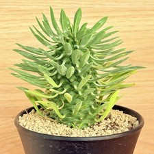 Euphorbia Sotetsu Kirin ,  pot