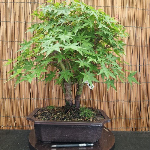 Bonsai acero yamamomijii h - yamamomijii,