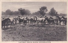PERSANO, fraz. di Serre: Fattrici della Razza Governativa  1937