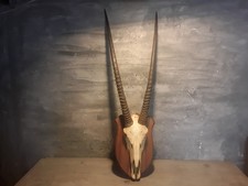 Vecchio Trofeo Corna Di Antilope Orix Africa Safari
