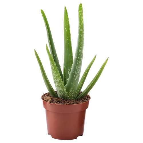 Pianta anni aloe - anni,