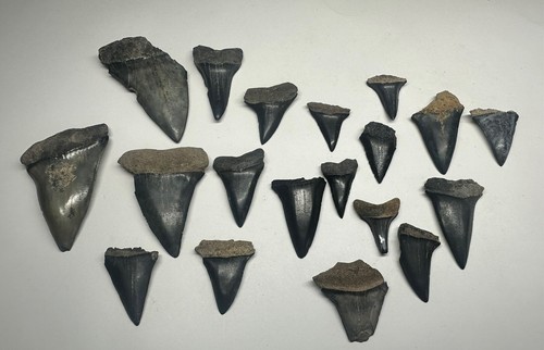 Mako denti squalo lotto - di, 19