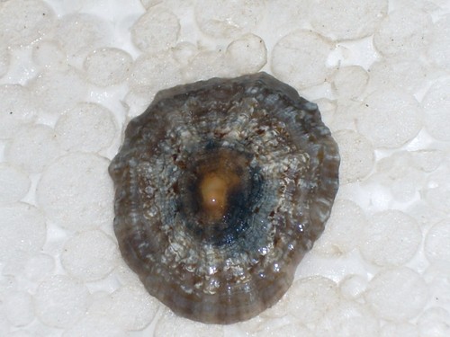 Rotula caerulea special grey - caerulea,