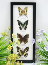 4 farfalle vere imbottite