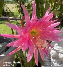 Crystal flash cactus - flash,