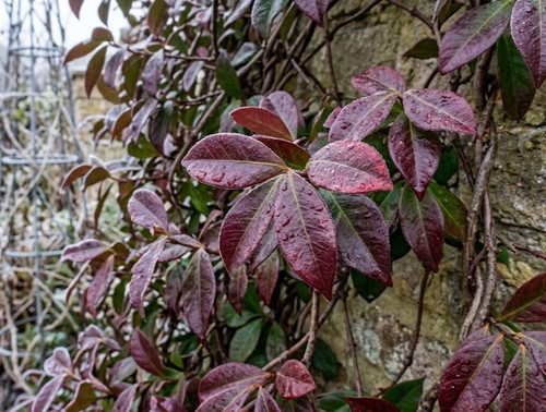 Piante trachelospermum - 🌺,