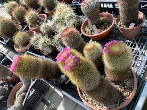 Mammillaria crassior - mammillaria,