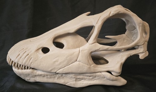 Diplodocus dinosaur skull - dinosaur,