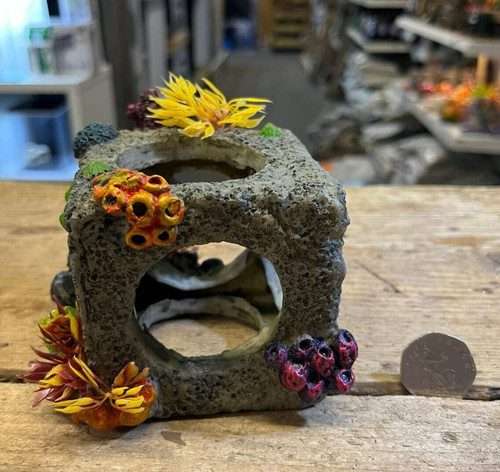 Cubo corallo habitat - cubo,