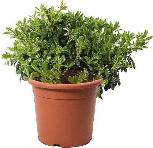 Pittosporum tobira nanum - pittosporum,