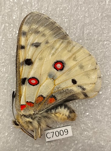 Parnassius limicola russia - parnassius,