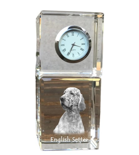 Setter inglese cane con