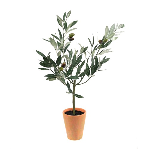 Topiaria per ulivo vaso - ulivo, in