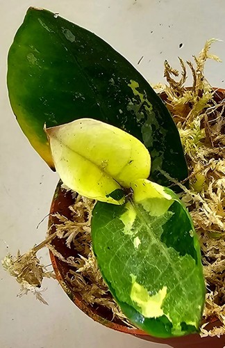 Zamioculcas zamiifolia - zamioculcas,