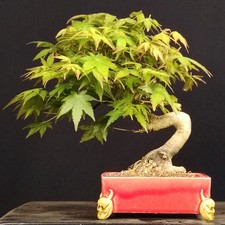 BONSAI ACERO Giapponese Acer