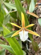 Epidendrum Species Polybulbon XL pianta legata orchidea orchidee