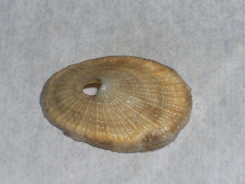 Diodora italica special colour - diodora,