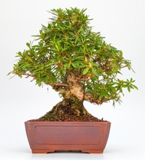 Bonsai di Azalea Rododendro
